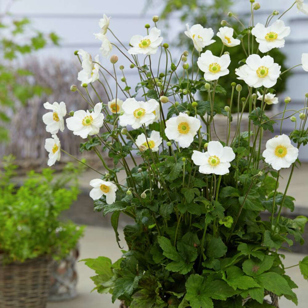 Høstanemone 'Honorine Jobert' (Anemone × hybrida)